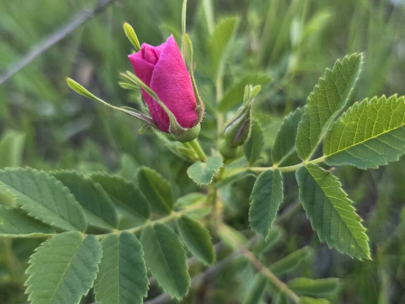 A wild prairie rose in bud on the branch, surrounded by green leaves.