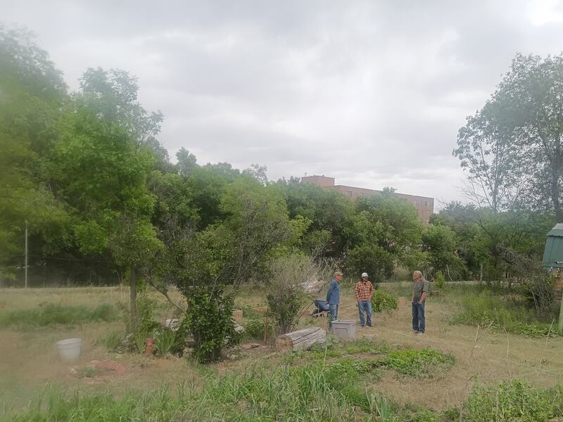 A wide view of the community garden with members working among the beds.
