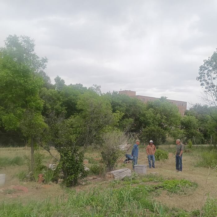 A wide view of the community garden, members at work among the beds and fruit trees.