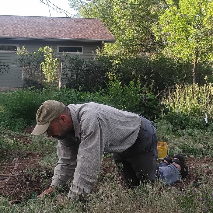 A grower on hands and knees setting plants into the ground.