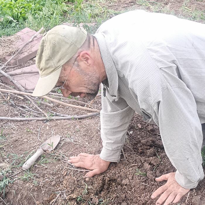 Close view of hands working dark soil at the edge of a bed.