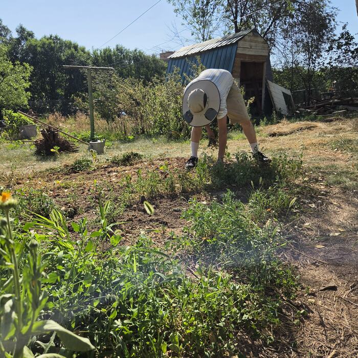 A member bent over a planted bed on a bright July morning, hoop house behind.