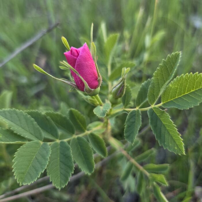 A wild prairie rose in bud on the branch.