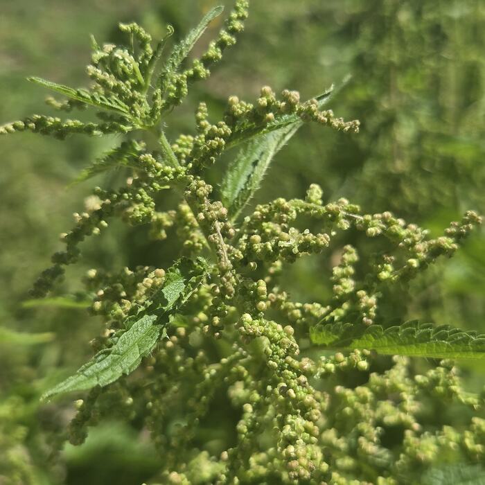 Herbs gone to seed, heavy flower heads against the green.