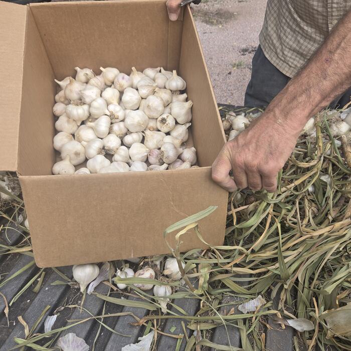 A box of freshly harvested garlic being carried in from the beds.