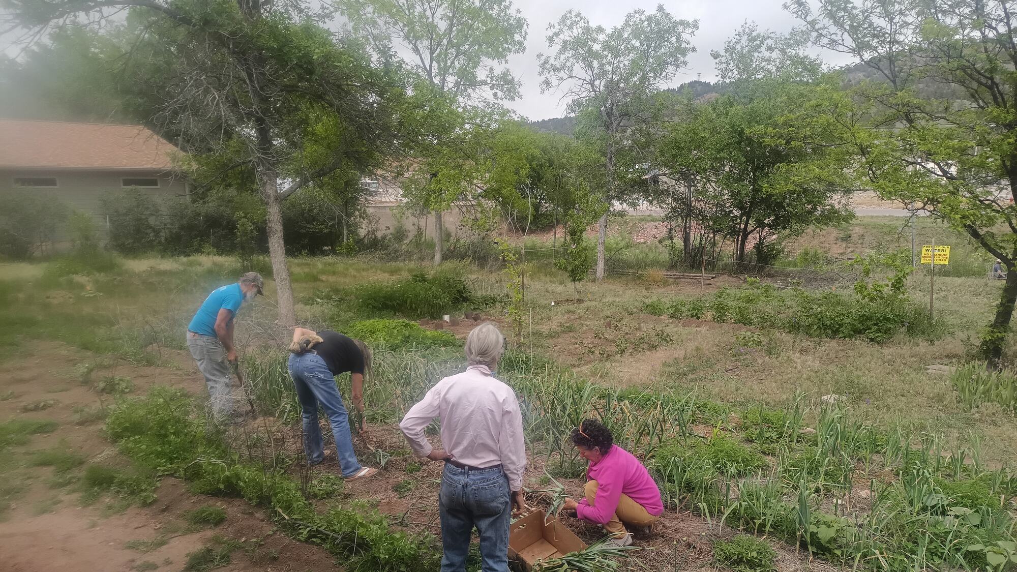 Several New Garden Community members working a garden bed together on a June morning near Hot Springs, South Dakota.