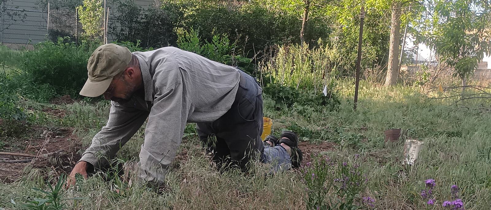 A grower kneeling with both hands in freshly turned soil, a trowel beside him.